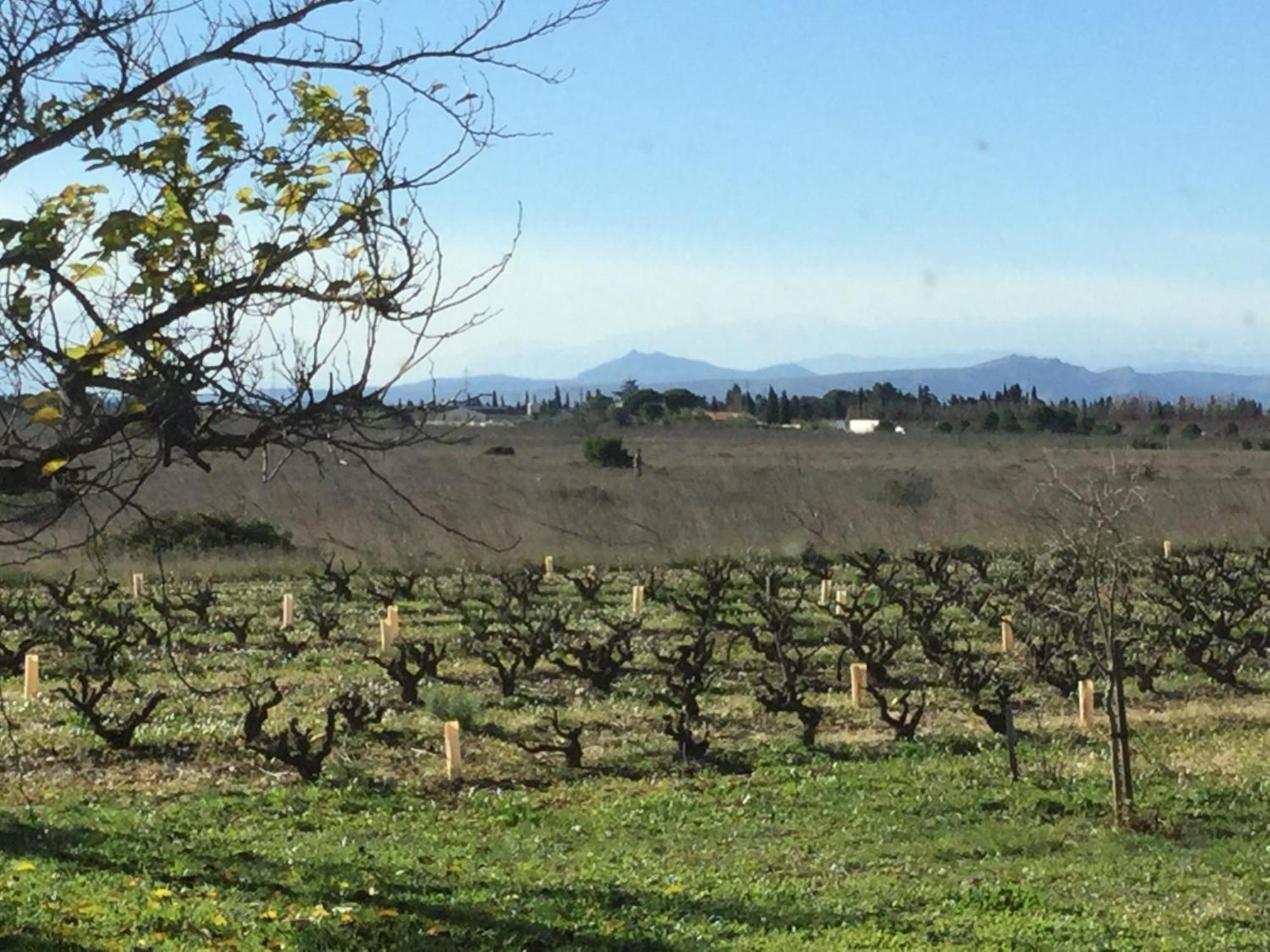 Mas Soleil Et Vignes Panzió Saint-Hippolyte  Kültér fotó